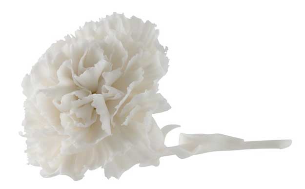 Porcelain_carnation carnation porcelain
