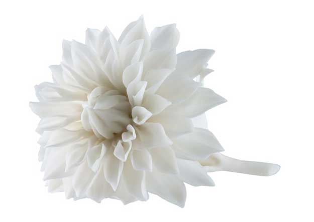 Porcelain_dahlia dahlia porcelain