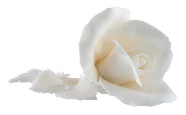 Porcelain_rose_klimenkoff porcelain rose