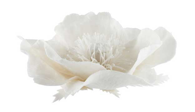 porcelainpoppy poppy porcelain